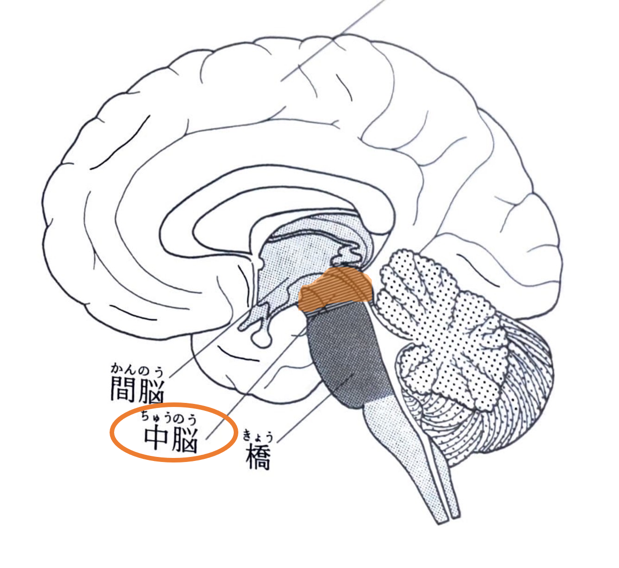 脳卒中 運動学習について①ー運動学習のメカニズムー | 越谷リハビリ だるまリハビリセンター