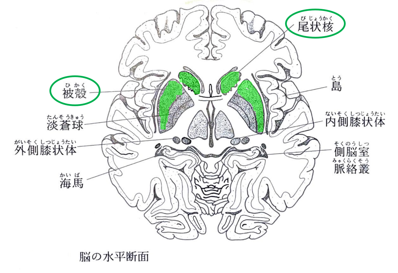 脳卒中 運動学習について①ー運動学習のメカニズムー | 越谷リハビリ だるまリハビリセンター